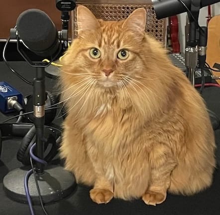 A ginger Maine Coon cat, sitting on a table with a podcast setup, next to a big black Shure microphone and a pair of headphones, surrounded by cables.
